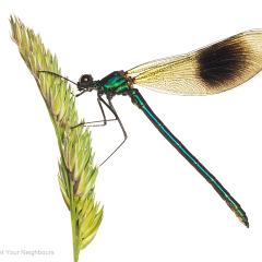 MYN Banded Demoiselle male 2 